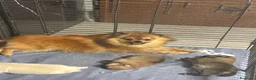 Volpino Pomerania cani in vendita: Vendo cuccioli di Pomerania  - Annuncio 5