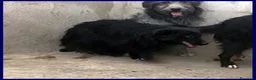 Meticcio cani in regalo: ARABELLA timida curiosina - Annuncio 2