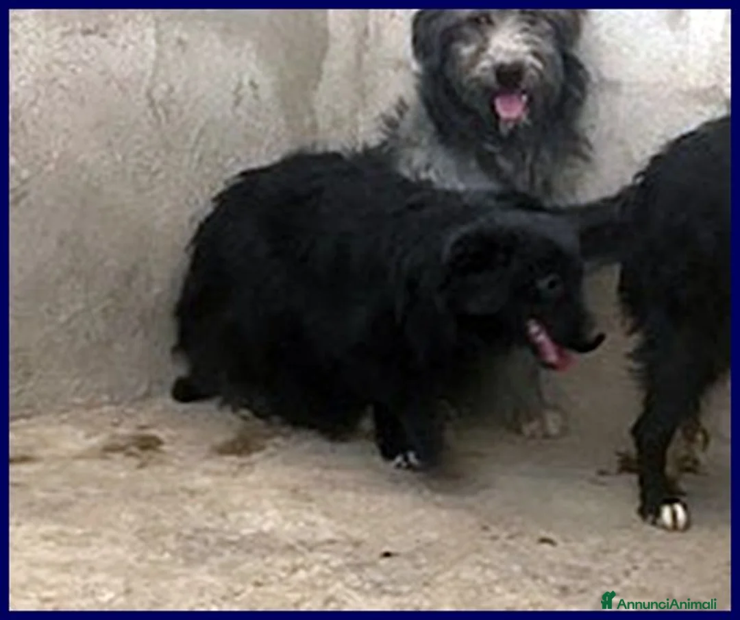 Meticcio cani in regalo: ARABELLA timida curiosina - Annuncio 2
