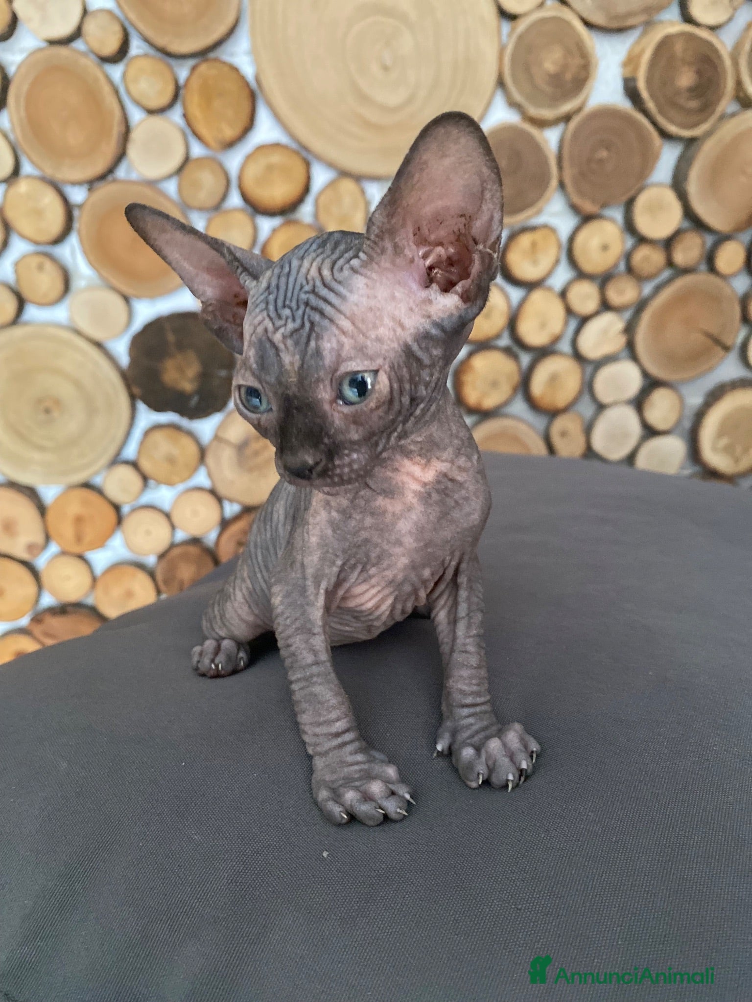 Sphynx gatti Cuccioli Sphynks  - Annuncio 2