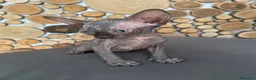 Sphynx gatti in vendita: Cuccioli Sphynks  - Annuncio 2