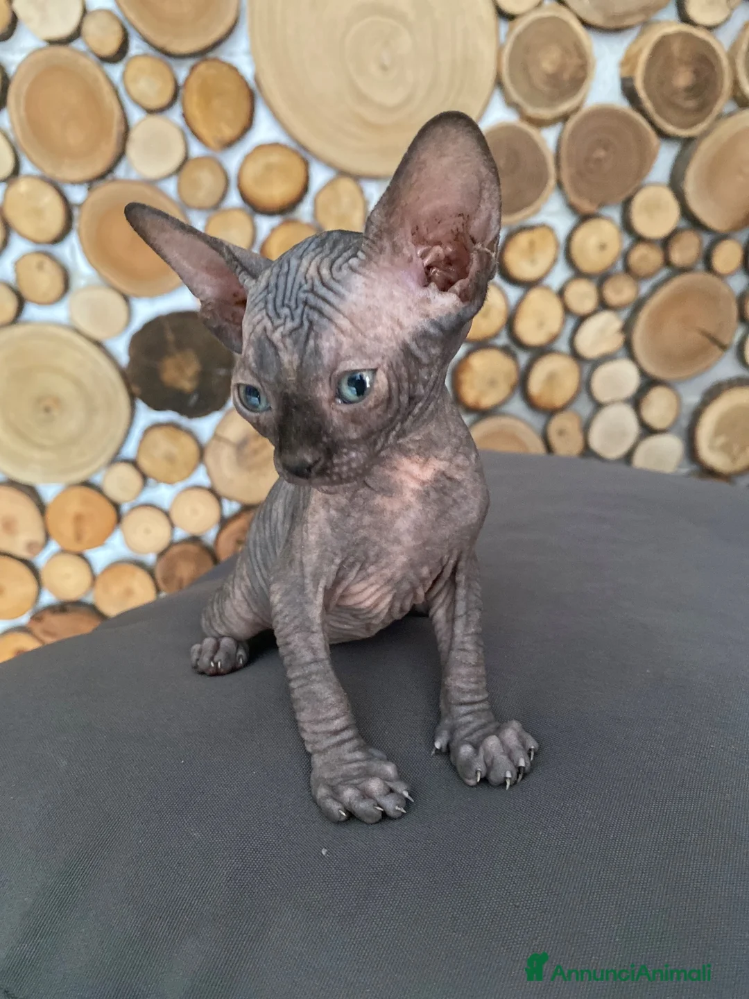 Sphynx gatti in vendita: Cuccioli Sphynks  - Annuncio 2