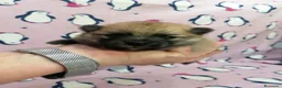 Volpino Pomerania cani in vendita: Volpino nano cuccioli - Annuncio 14