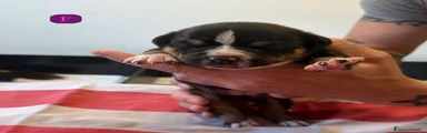 American Bully Cucciolo 3