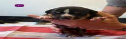 American Bully cani in vendita: CUCCIOLI DI AMERICAN BULLY  - Annuncio 2