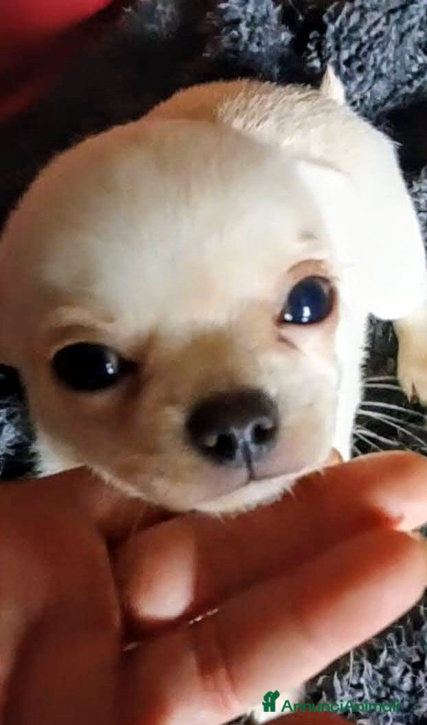 Chihuahua cani Cuccioli di chihuahua super genealogia campioni - Annuncio 3
