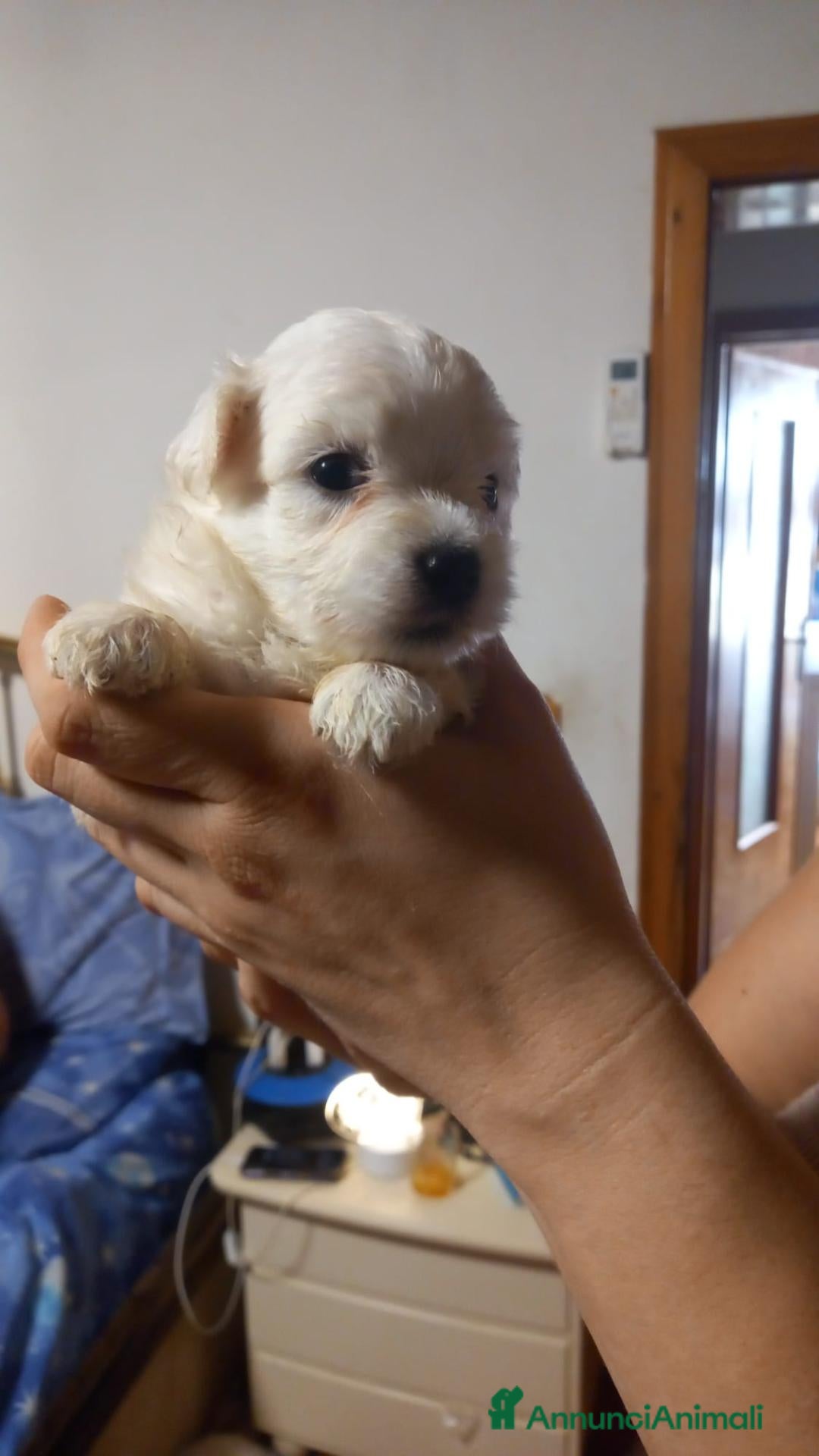 Maltese cani ULTIMO CUCCIOLO DISPONIBILE MALTESE  - Annuncio 1