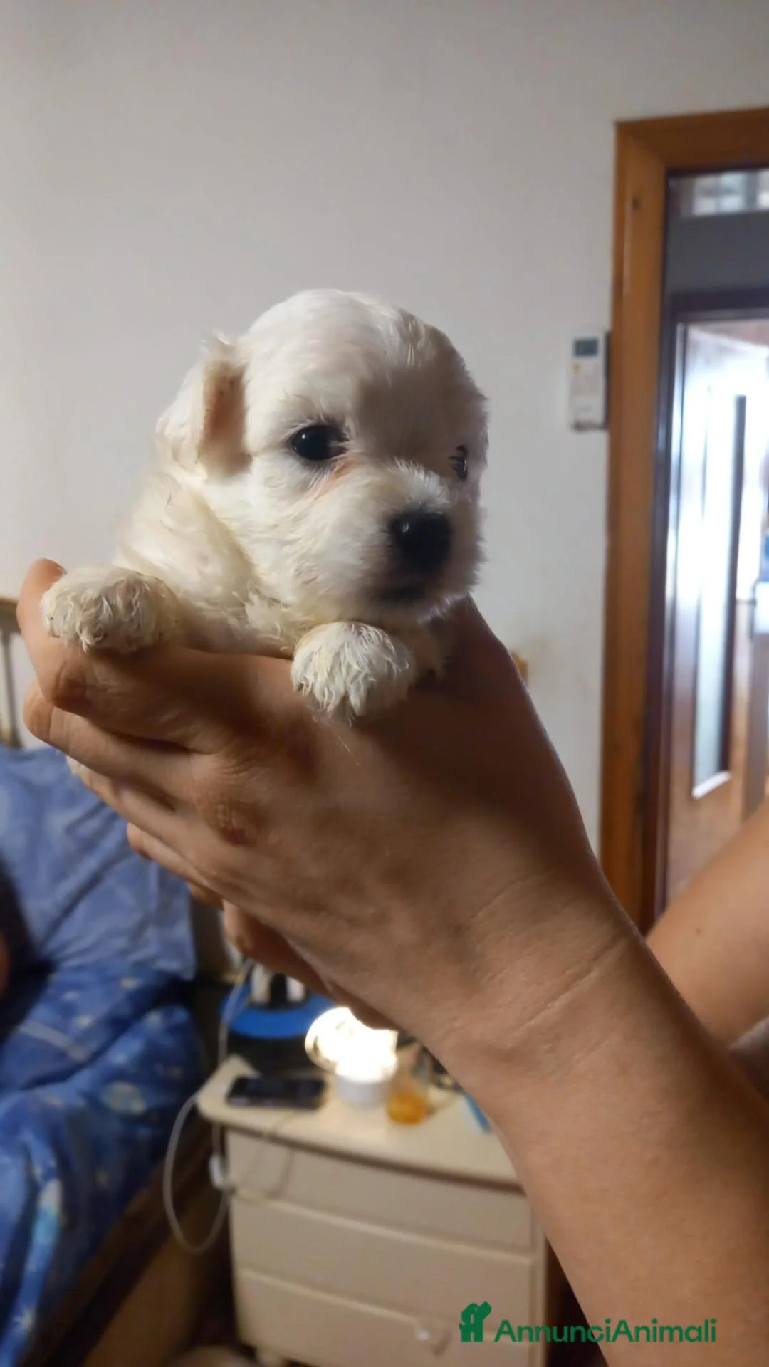 Maltese cani in vendita: ULTIMO CUCCIOLO DISPONIBILE MALTESE  - Annuncio 1