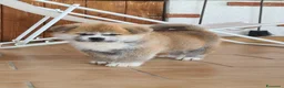 Akita Inu cani in vendita: ULTIMA CUCCIOLA DI AKITA DISPONIBILE LOMBARDIA  - Annuncio 3