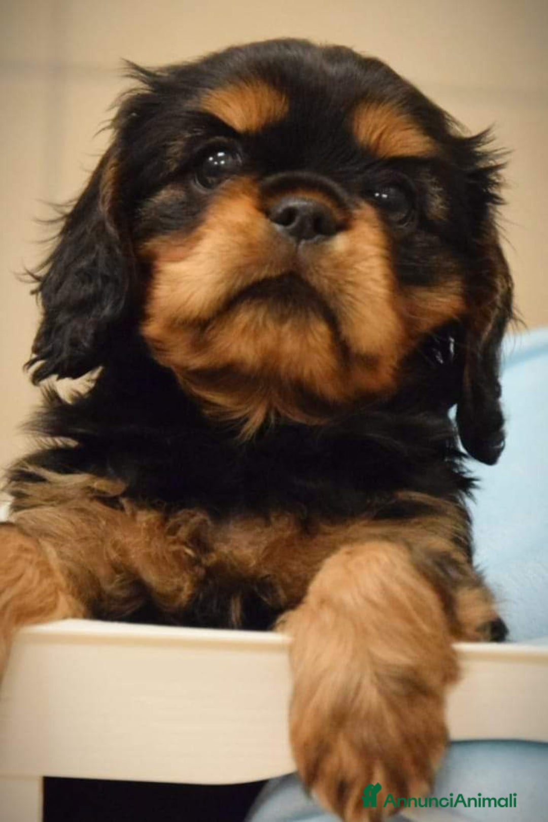 Immagine della galleria {{count}}