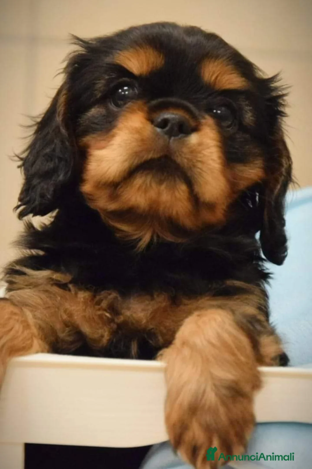 Immagine della galleria {{count}}