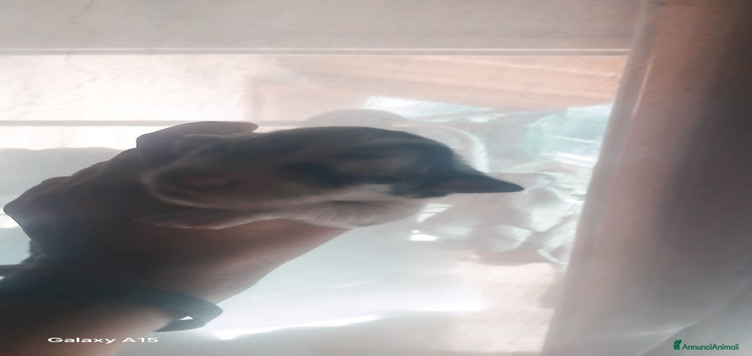 Immagine della galleria {{count}}