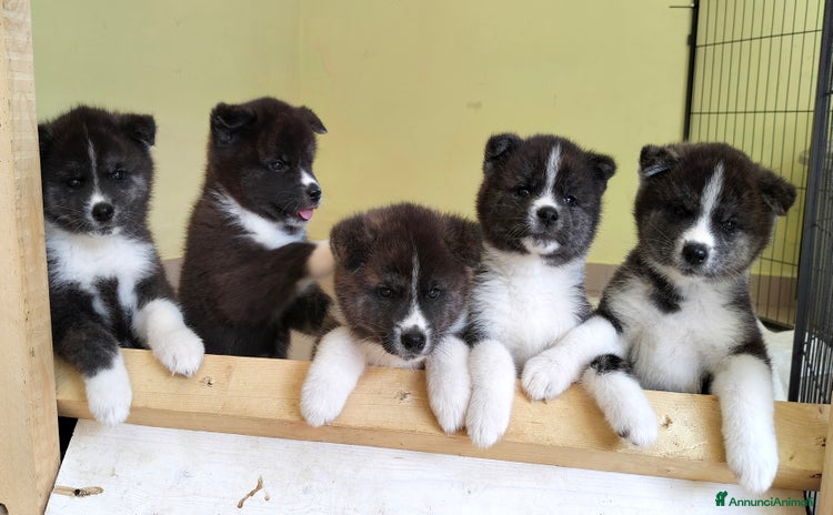 Akita Inu cani a Provincia di Pescara - Annuncio 1