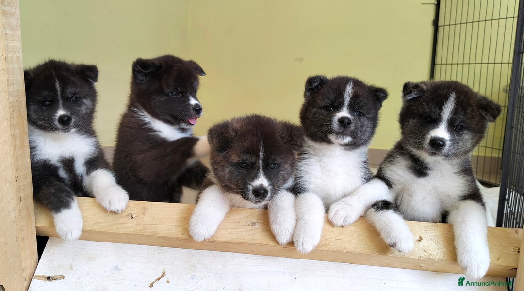 Akita Inu cani in vendita: Cuccioli di Akita inu a Provincia di Pescara - Immagine 1