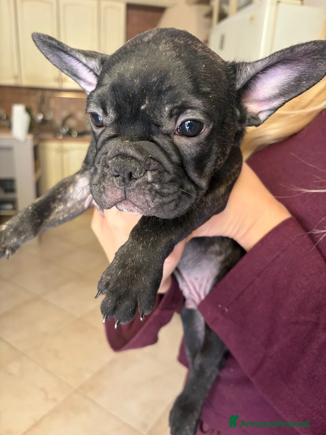 Bulldog Francese cani in vendita: Bulldog Francese  a Libero consorzio comunale di Agrigento - Annuncio 2
