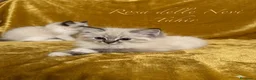 Ragdoll gatti in vendita: Ragdoll seal point tabby mitted - Annuncio 4