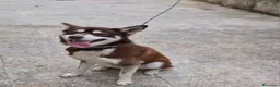 Husky cani in regalo: Siberian Husky marrone 1anno,tolto dalla catenaSUD - Annuncio 5