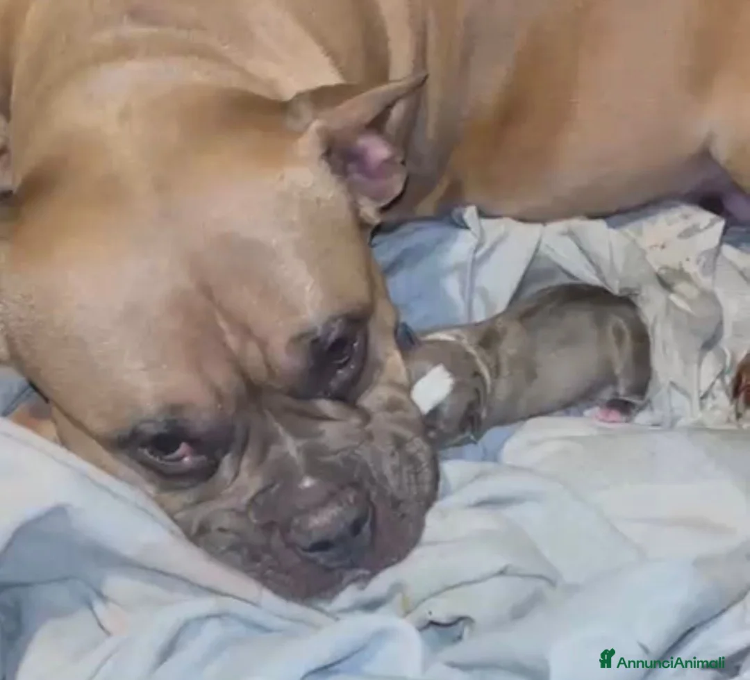 American Bully cani in vendita: American Bully Pocket Merle - Annuncio 12