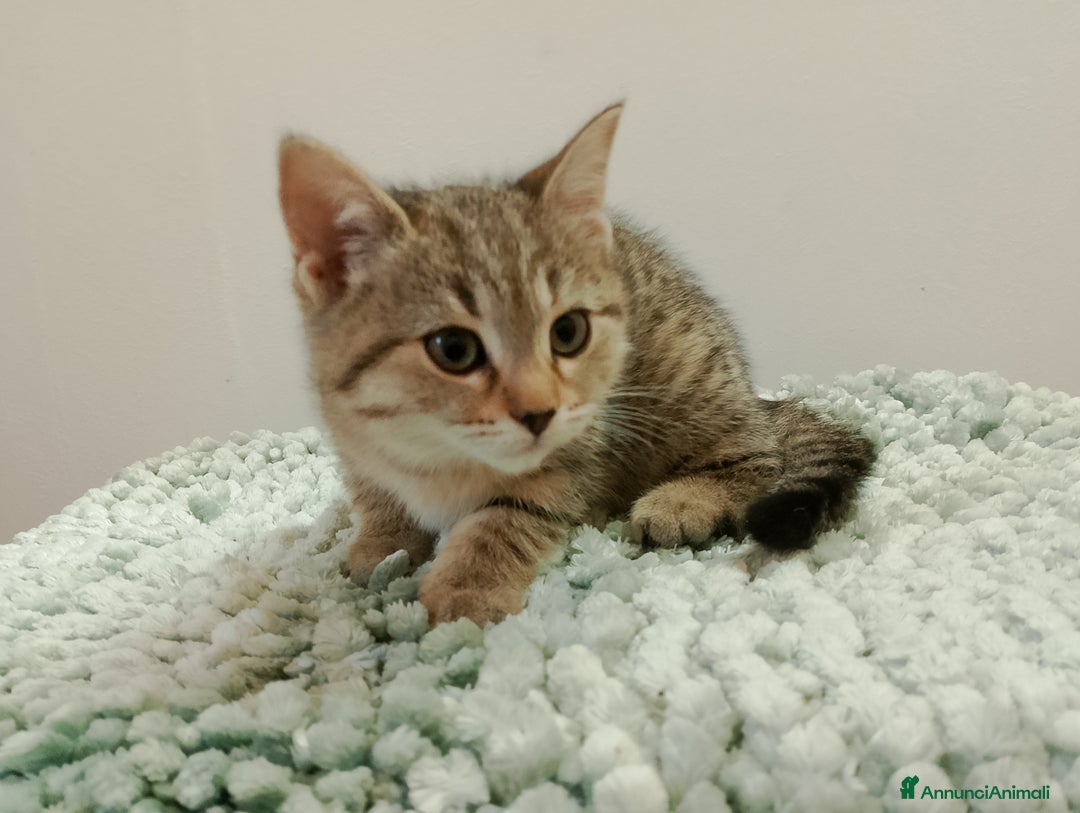 Meticcio gatti in vendita: Gattini  - Annuncio 5