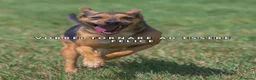 Meticcio cani in regalo: CARLO, socievole meticcio dagli occhi magnetici - Annuncio 3