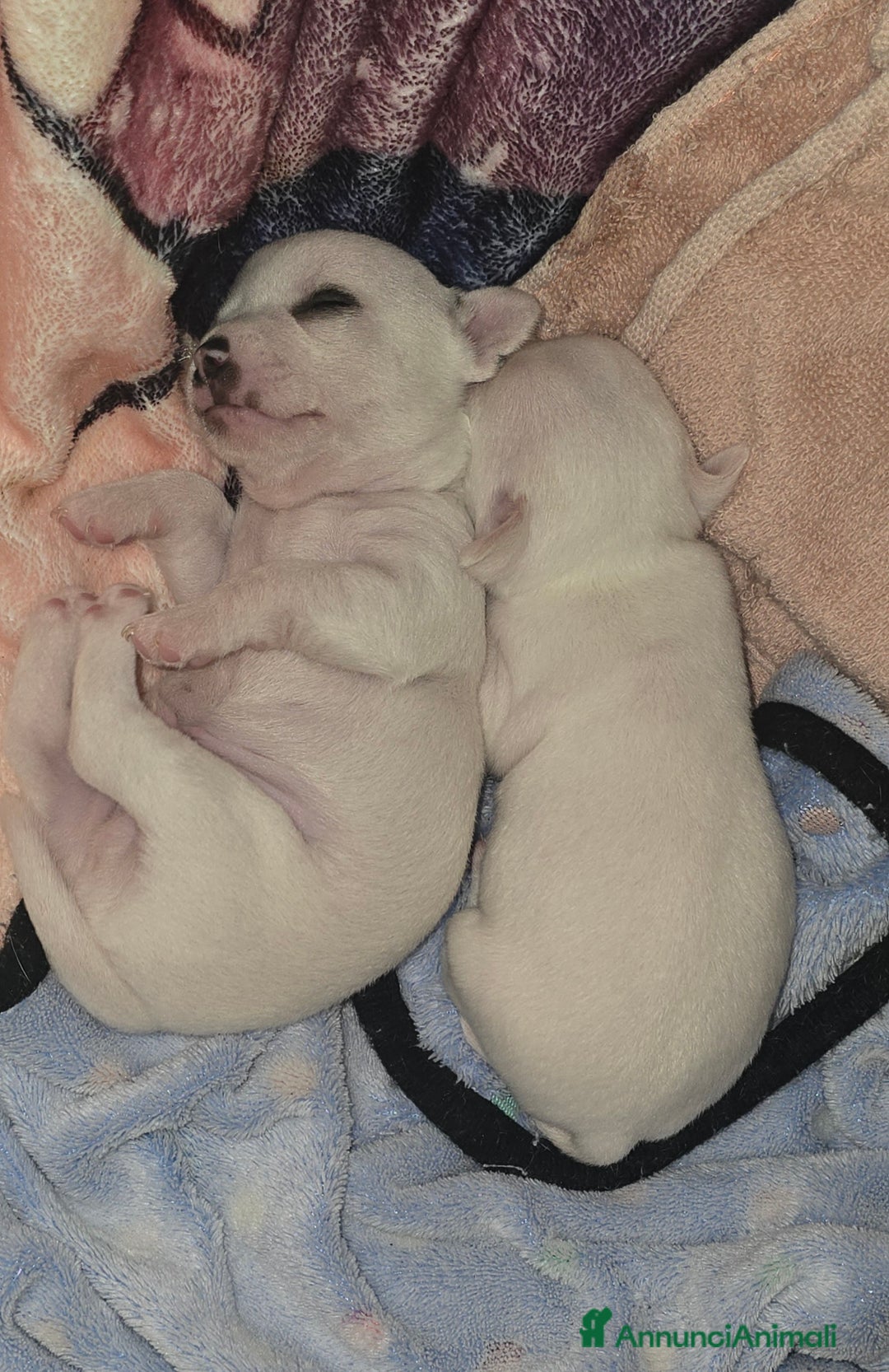 Chihuahua cani in vendita: Cuccioli di chihuahua - Annuncio 4