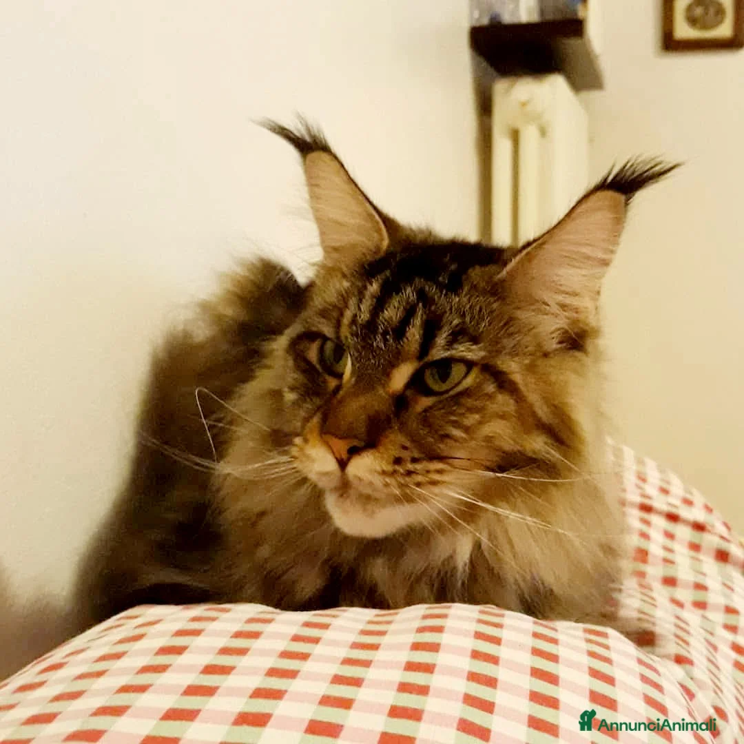 Maine Coon gatti in vendita: Cucciolone Mainecoon  - Annuncio 1