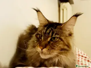 Maine Coon gatti Cucciolone Mainecoon - Annuncio 1