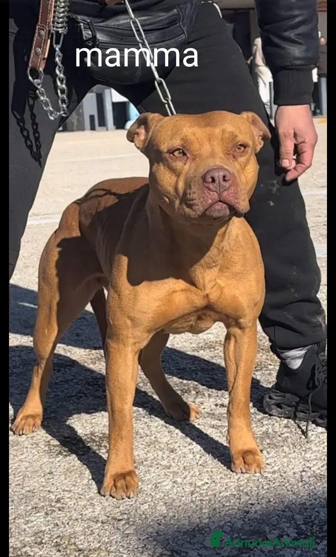 Pitbull cani in vendita: Cuccioli di Pitbull ukc rednose con pedigree  - Annuncio 2