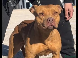 Pitbull cani Cuccioli di Pitbull ukc rednose con pedigree - Annuncio 1