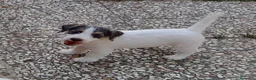 Jack Russell cani in vendita: Jack Russell Terrier Broken Ruvido cuccioli  - Annuncio 8