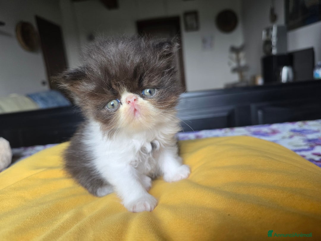 Persiano gatti in vendita: Meravigliosi Persiani - Immagine 16