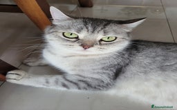 Scottish gatti in vendita: 2 femminucce scottish straight a Provincia di Trieste - Immagine 5