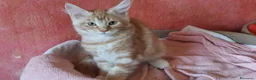 Maine Coon gatti in vendita: Maine Coon due dolci cucciolotte - Annuncio 4