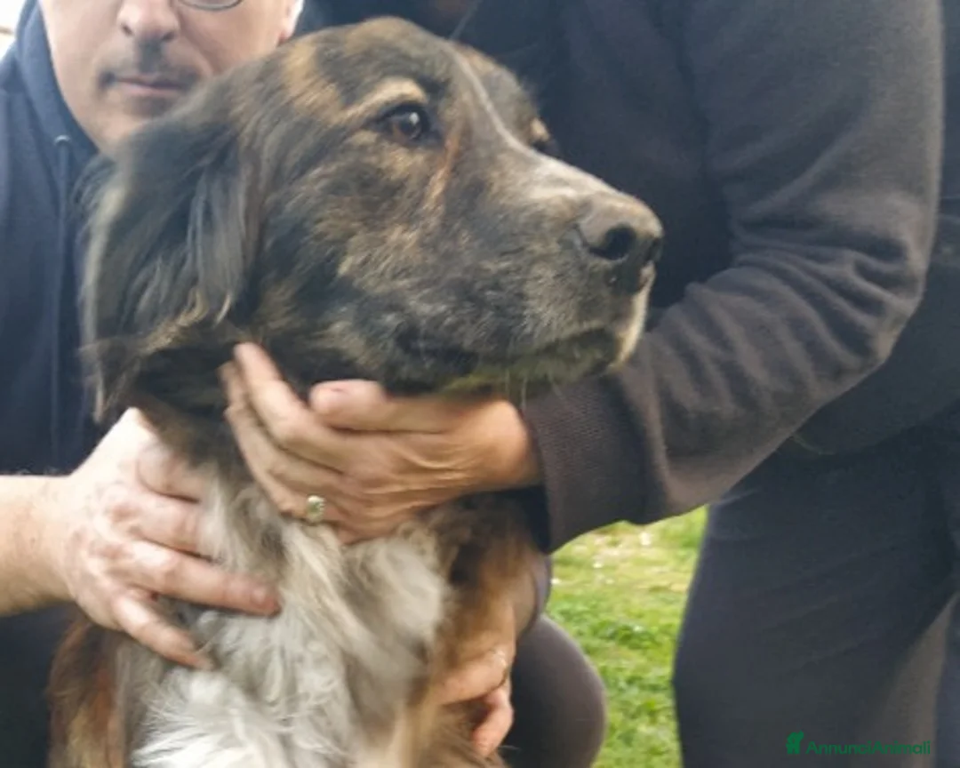 Meticcio cani in regalo: Bellissimo jango a Roma - Annuncio 5