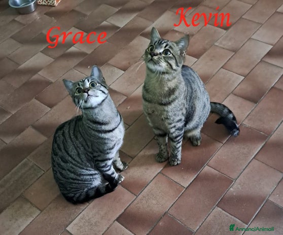 Europeo gatti - Annuncio 10