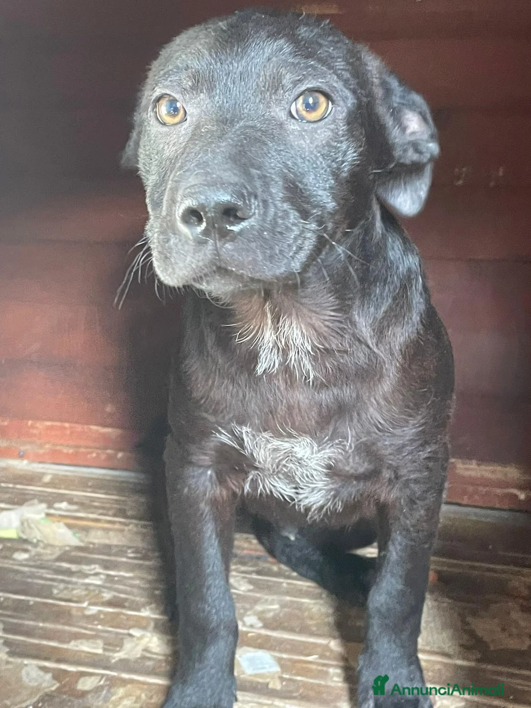 Meticcio cani in regalo: TENERO SIMIL LABRADORINO NERO a Provincia di Ferrara - Annuncio 7