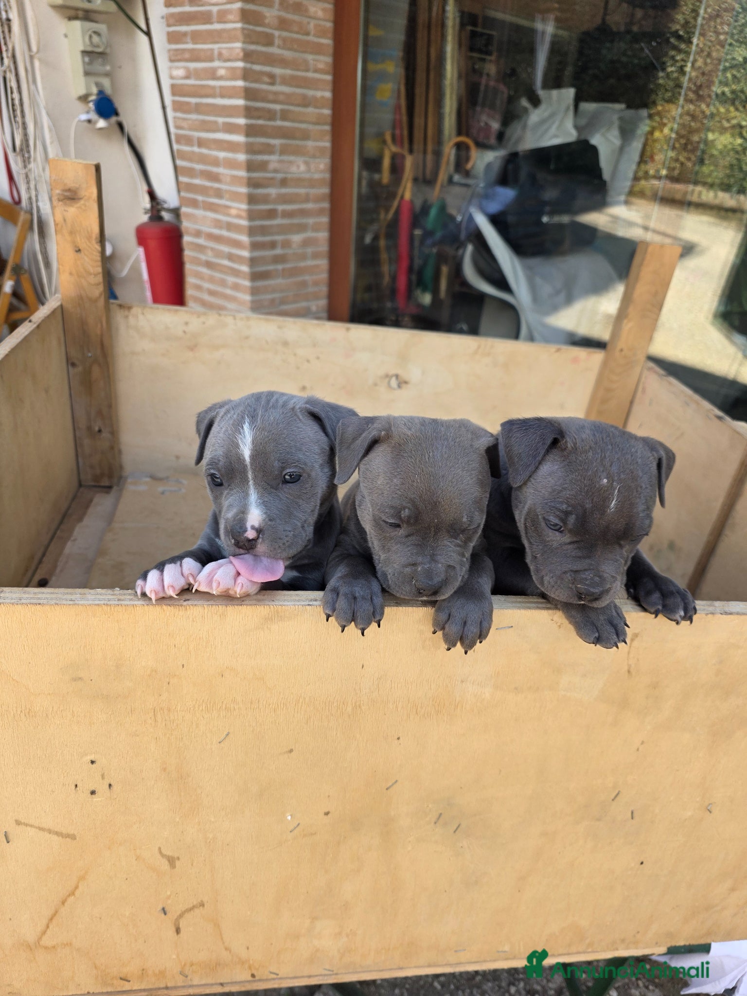 American Staffordshire cani Cuccioli di Amstaff  - Annuncio 4