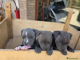 American Staffordshire cani Cuccioli di Amstaff - Annuncio 4
