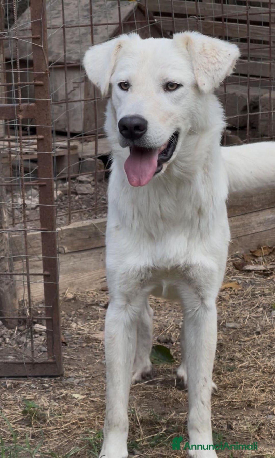 Meticcio cani in regalo:    Guè  - Annuncio 4