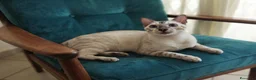 Bengala gatti in vendita: Splendido Bengala Maschio 8 mesi  - Annuncio 6