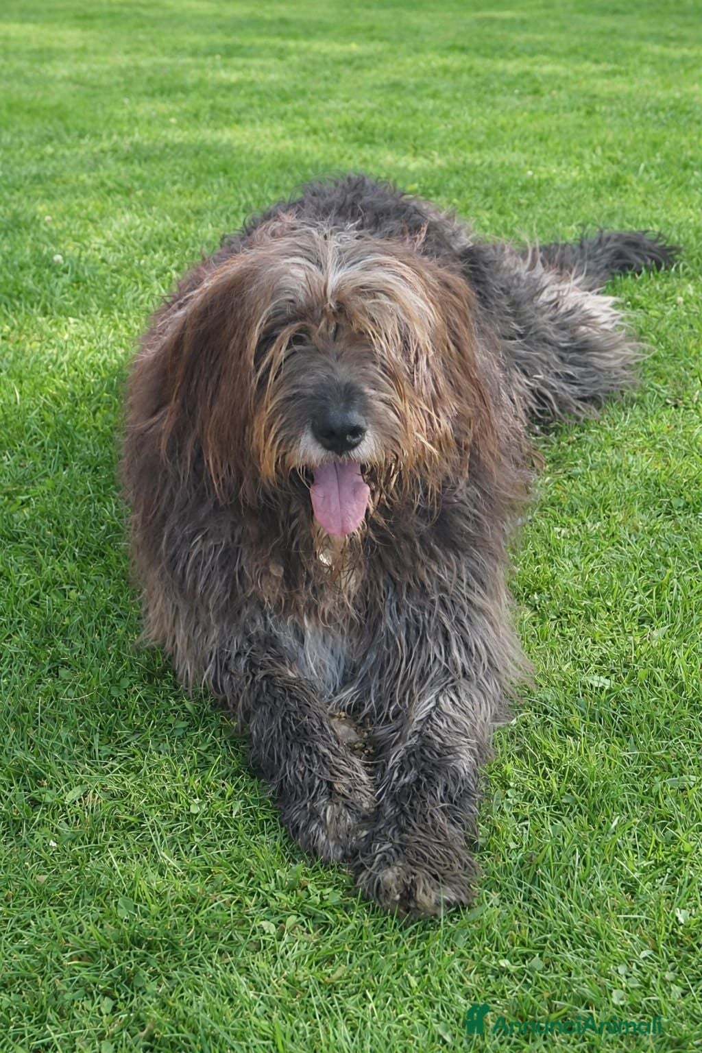 Meticcio cani  Pastore Fonnese 3anni mollato,finito in canileSUD - Annuncio 6