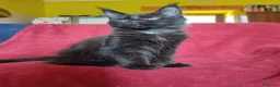 Maine Coon gatti in vendita: Gattina Maine Coon disponibile subito - Annuncio 5