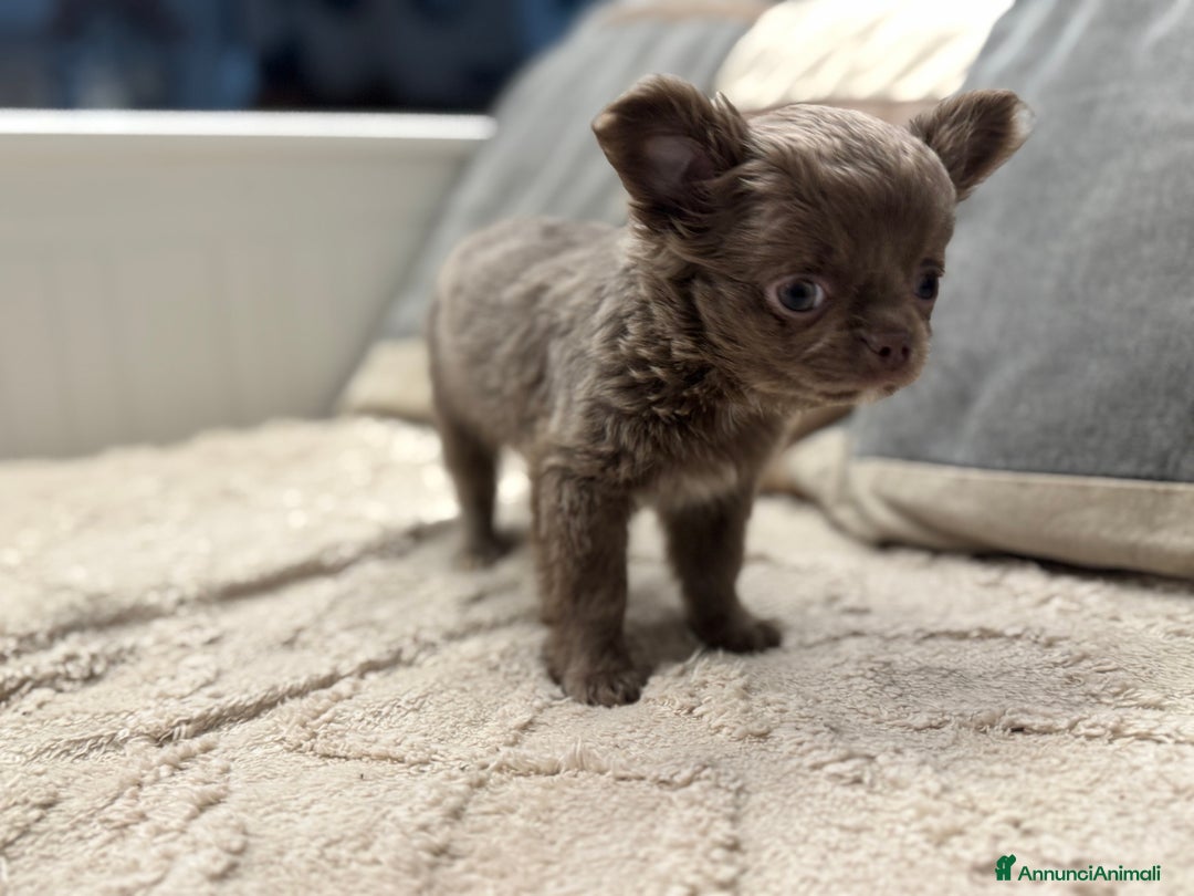 Chihuahua cani in vendita: Cucciola chihuahua pelo lungo lilac - Annuncio 2