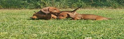 Bassotto cani in vendita: Cuccioli bassotti nano a pelo raso a Provincia di Padova - Annuncio 4