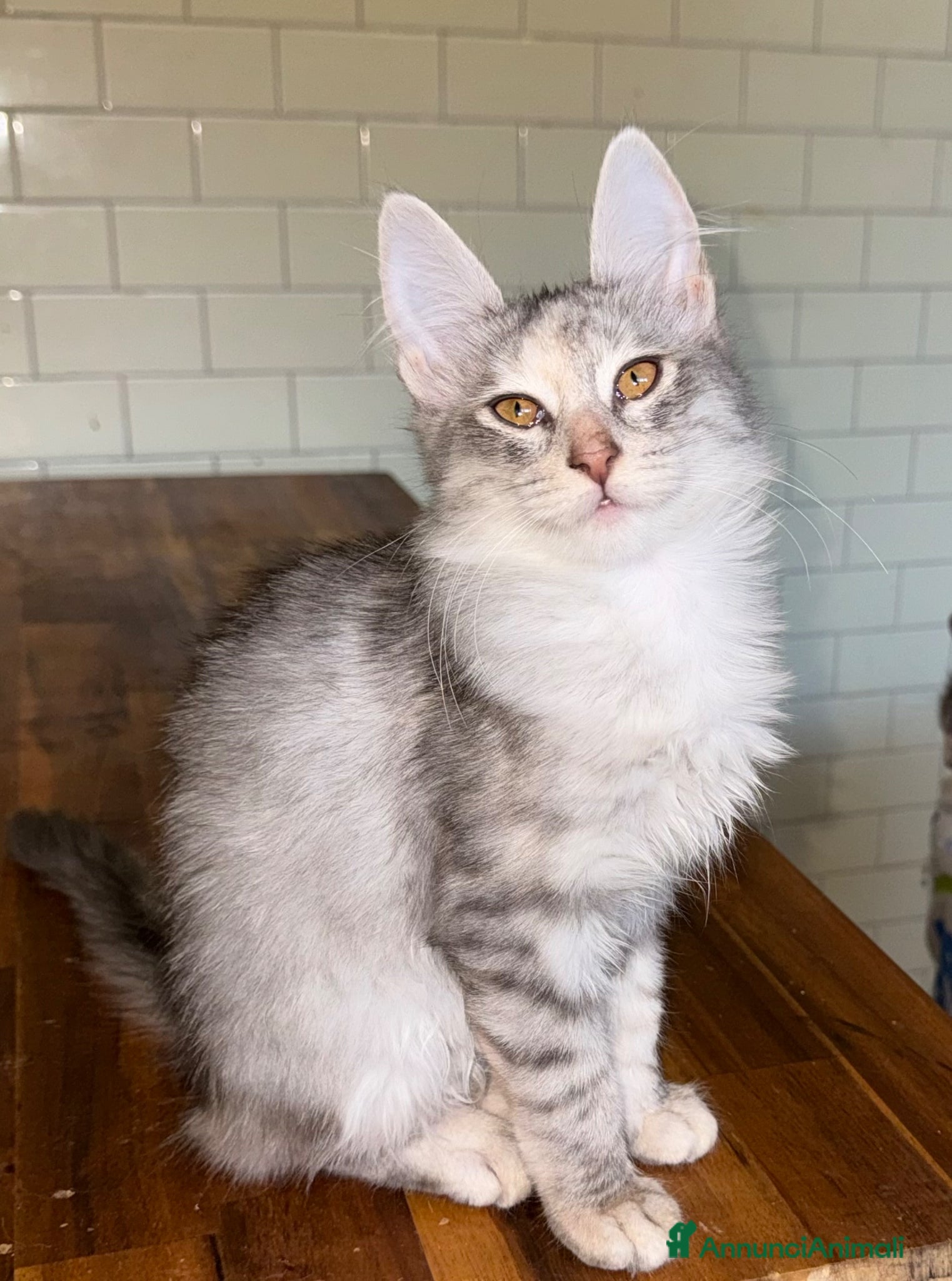 Angora turco gatti Gattina di razza Angora Turco - Bella - Annuncio 1