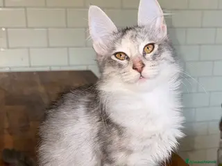 Angora turco gatti Gattina di razza Angora Turco - Bella - Annuncio 1