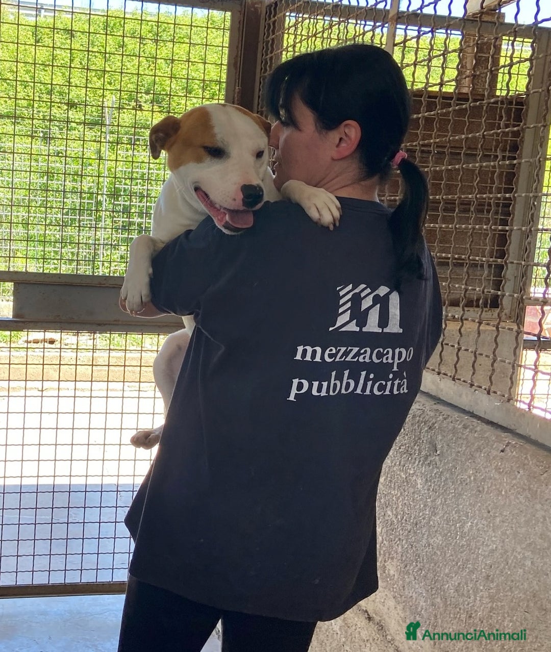 Staffordshire cani in regalo: IGOR, dolcissimo mix STAFFY! - Annuncio 2