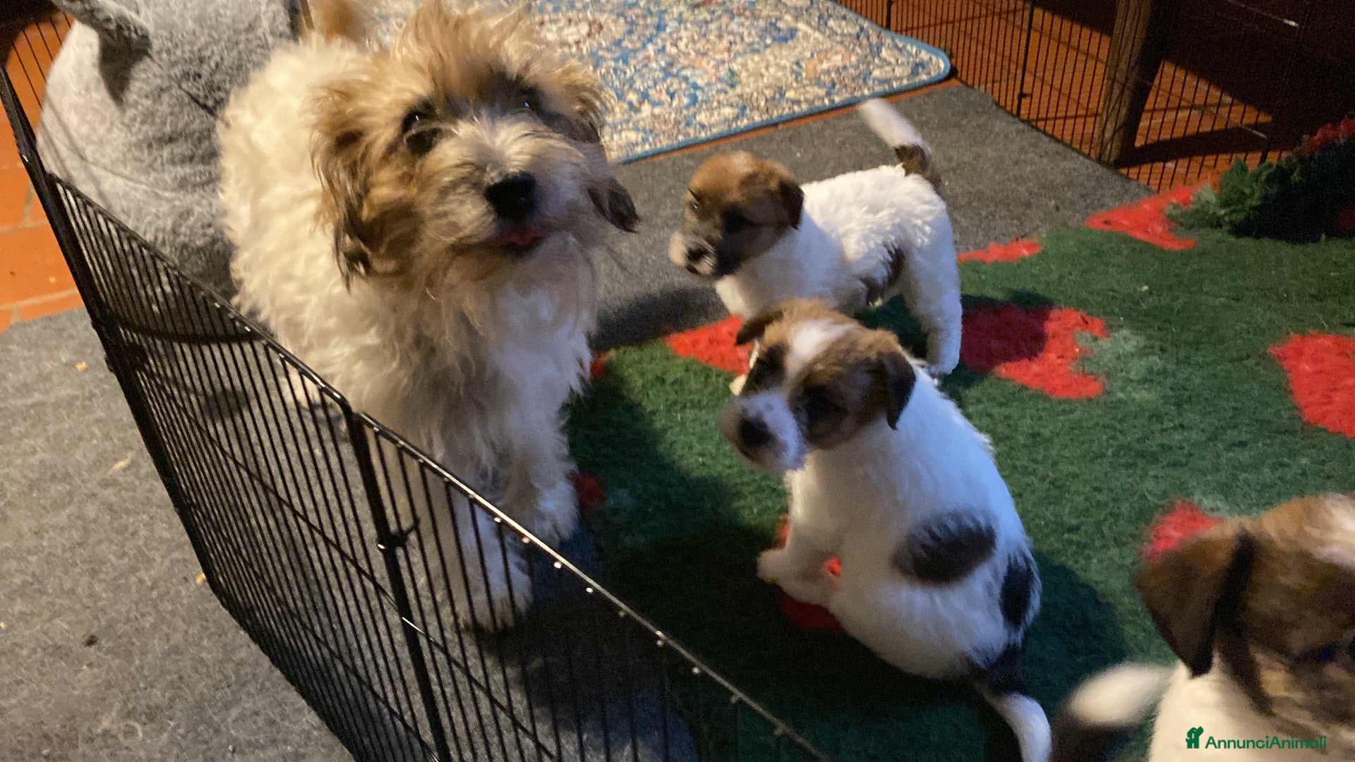 Jack Russell cani Cucciolo maschio JACK RUSSELL TERRIER pelo ruvido - Annuncio 2