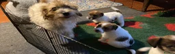 Jack Russell cani in vendita: Cucciolo maschio JACK RUSSELL TERRIER pelo ruvido - Annuncio 2