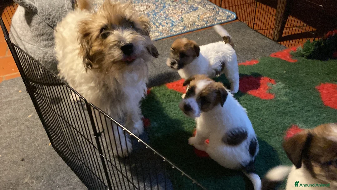 Jack Russell cani in vendita: Cucciolo maschio JACK RUSSELL TERRIER pelo ruvido - Annuncio 2